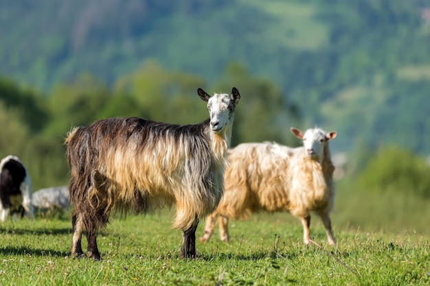 Chiudere il gregge di capre sul verde prato estivo