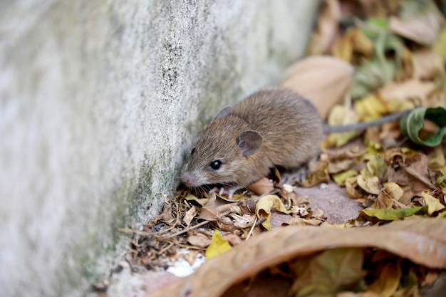 Chiudere il ratto in foglia secca