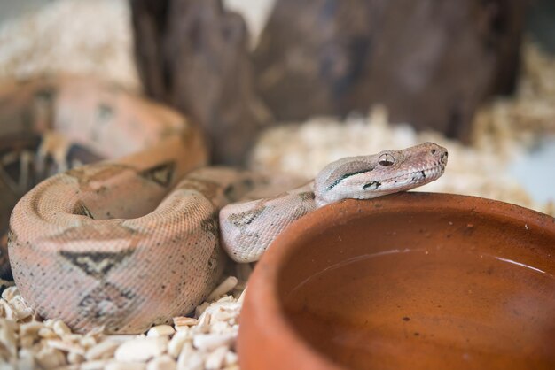 Chiudere il serpente