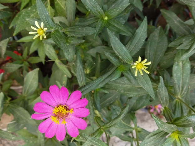 Chiudere il tiro di un bel fiore viola al sole Messa a fuoco selettiva