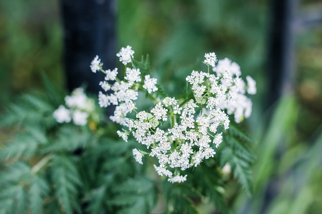 Chiudere l immagine della mucca prezzemolo piccoli fiori bianchi. Fioritura di cerfoglio selvatico