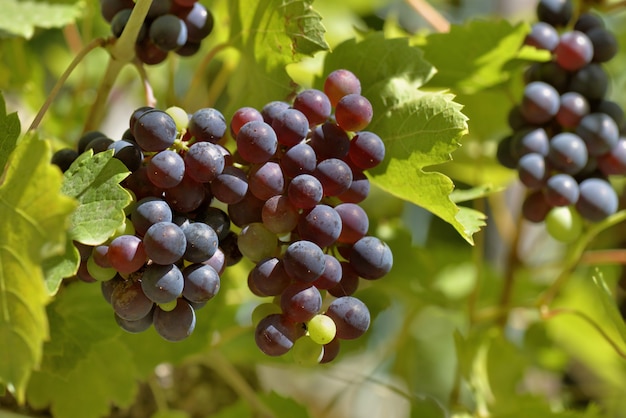 Chiudere l&#39;uva nera che cresce nel fogliame in estate