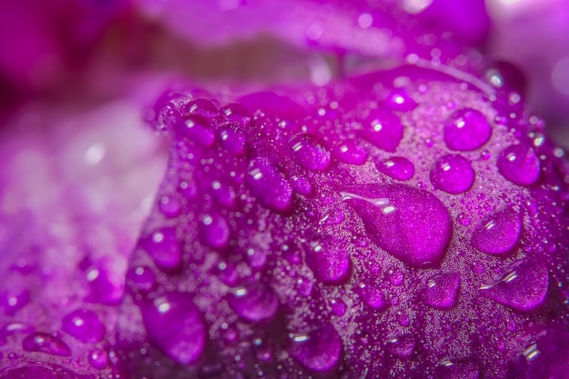 chiudere la decorazione colore flora rosa vicino