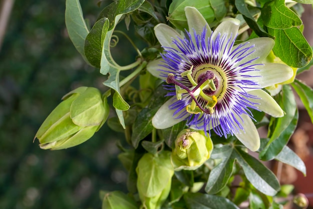 Chiudere la passiflora. Fiore della passione (Passiflora caerulea) foglia in giardino tropicale. Bellissimo fiore di frutto della passione o Passiflora (Passifloraceae).