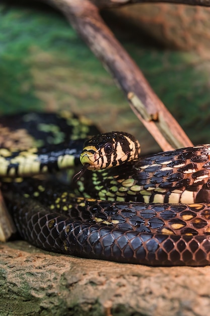 Chiudere la testa del serpente nero con macchie gialle