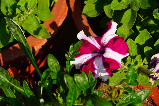 Chiudere la visualizzazione di un bel fiore in giardino