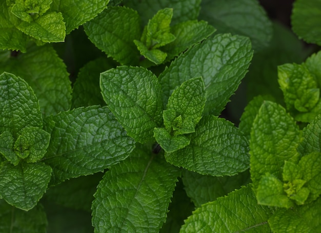 Chiudere le foglie di menta verde fresca che crescono sul letto del giardino delle erbe herb