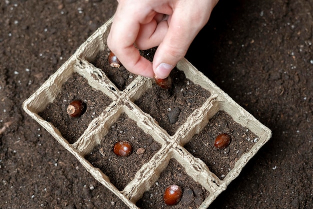 Chiudere le mani di un giardiniere mettere il seme nel terreno b