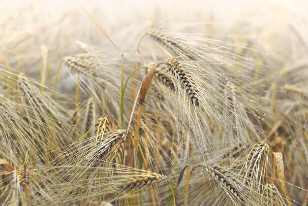 Chiudere le orecchie di cereali nel campo