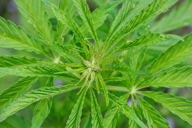 Chiudere molte foglie di cannabis verde fresca o di canapa che crescono, vista dall'alto