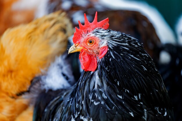 chiudere un gallo nero nella fattoria