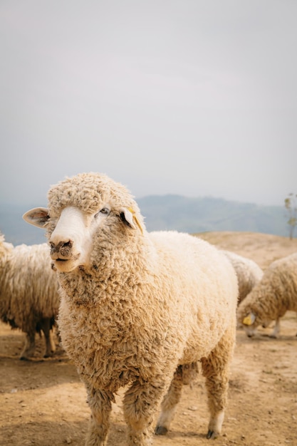 Chiudere una pecora in fattoria