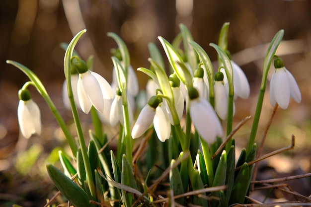 Chiudere uo di bucaneve fiori che sbocciano Primi fiori di primavera