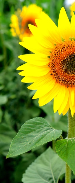 Chiudi bel girasole con un giallo brillante