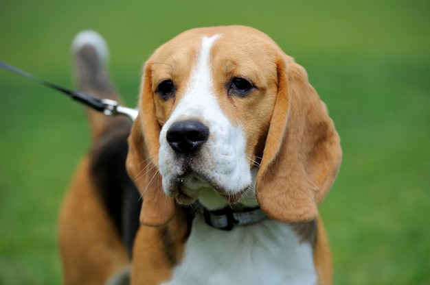 Chiudi divertente cane Beagle nell'erba verde estiva