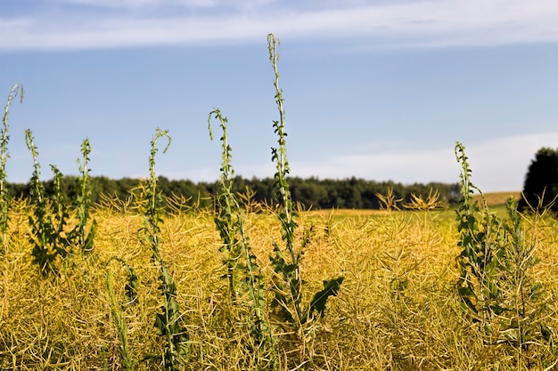 Chiudi il campo di colza