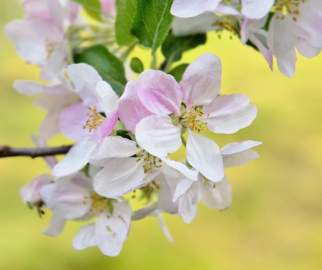 Chiudi su bei fiori sul ramo di un melo