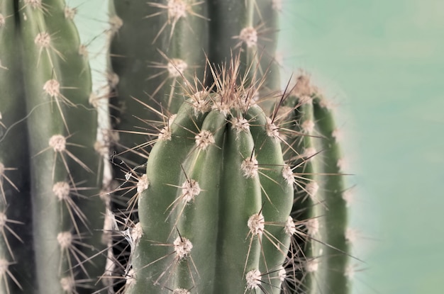 Chiudi su cactus piccante