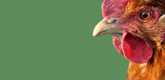 Chiudi su una testa di un gallo rosso su sfondo verde con copia spazio a sinistra