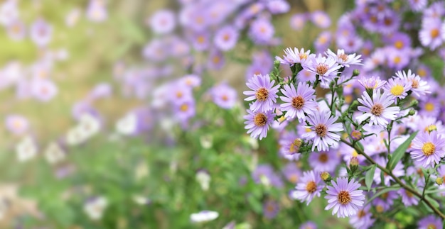 Chiudi sul cespuglio di fiori di aster che sbocciano in giardino su sfondo sfocato