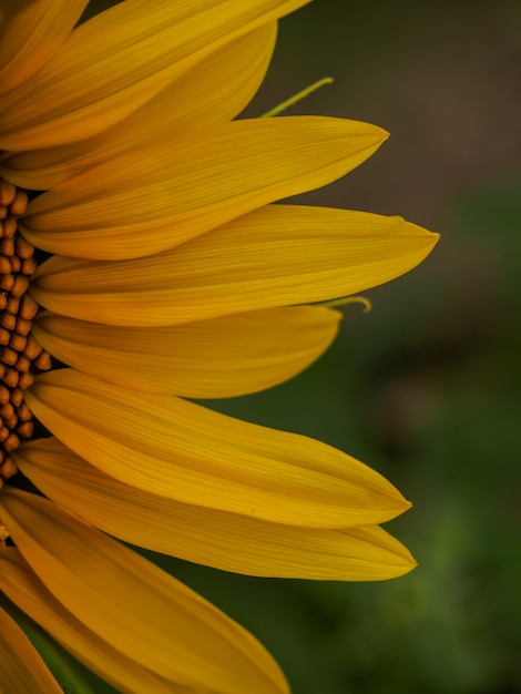 chiudi una parte del girasole