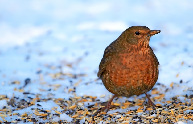 Chiunque intorno. Un teleobiettivo di una femmina di merlo in inverno.