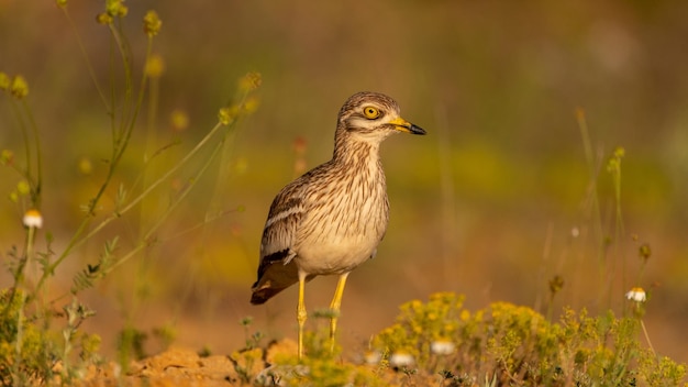 Chiurlo di pietra Burhinus oedicnemus bird in prati