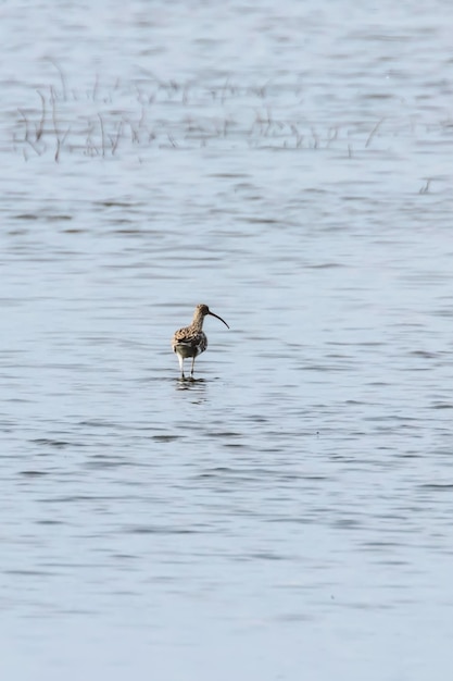 Chiurlo eurasiatico, chiurlo comune (Numenius arquata) singolo uccello in acqua