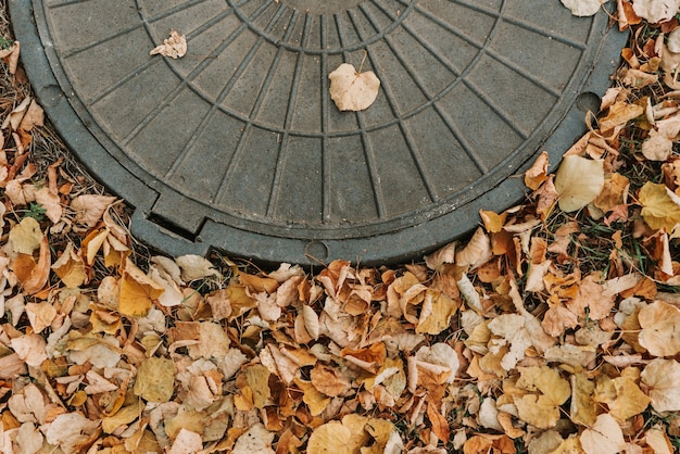 Chiusino sullo sfondo di foglie di autunno cadute gialle