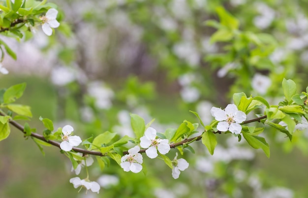 Chiuso di fiori di ciliegio