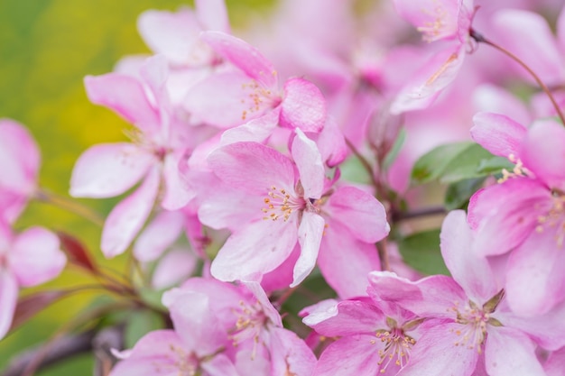 Chiuso di fiori di ciliegio