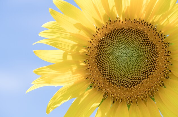 Chiuso in su del girasole sulla priorità bassa del cielo blu