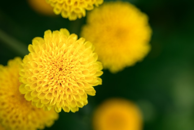 Chiuso in su del piccolo fiore giallo del crisantemo sulla vista superiore