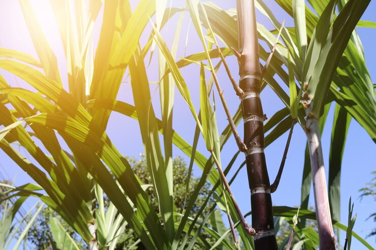 Foto chiusura di piante di canna da zucchero in crescita sul campo