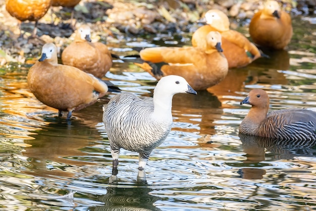 Chloephaga picta in acqua