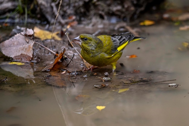 Chloris chloris Il verdone europeo è una specie di uccello passeriforme della famiglia Fringillidae