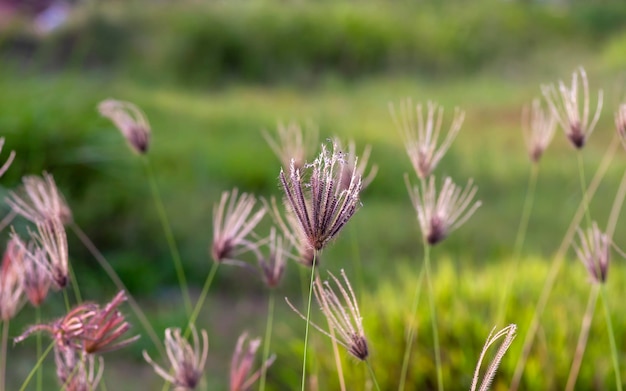 Chloris virgata piuma fingergrass pennuto Rhodesgrass messa a fuoco selezionata per sfondo wallapaper