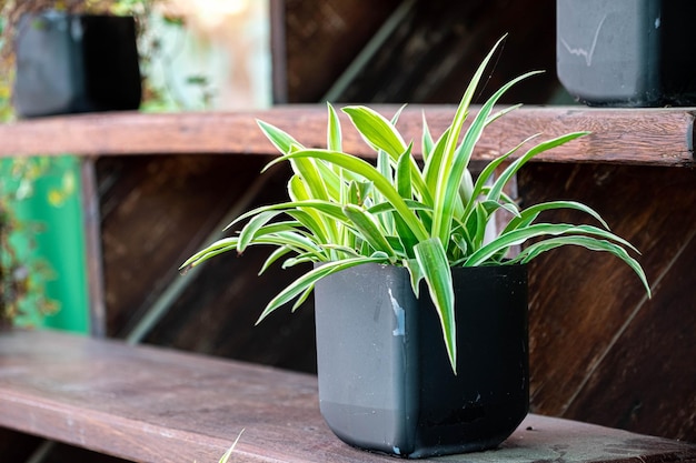 Chlorophytum in vaso di fiori bianco su sfondo di legno Piante ornamentali in vaso