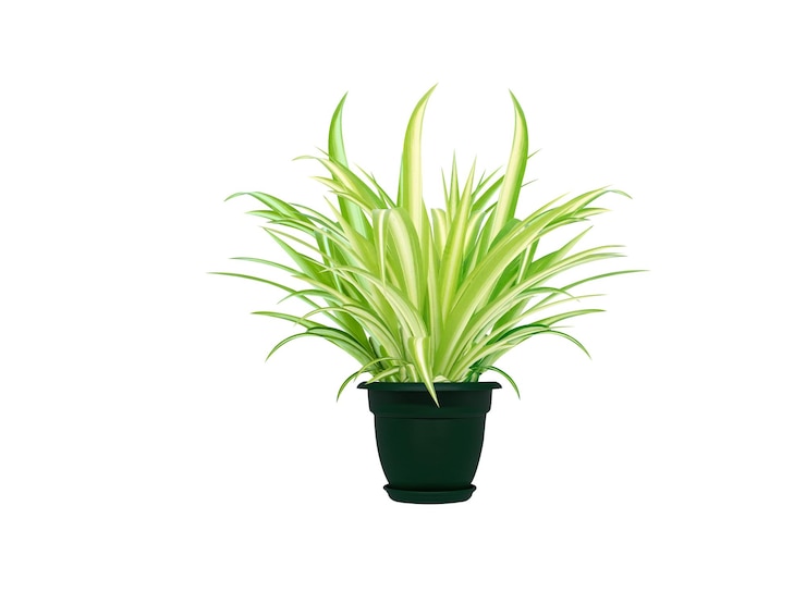 Photo chlorophytum or spider plant on isolated white background