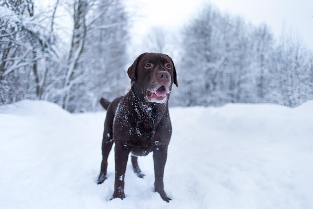 Chocolate labrador retriever cane in piedi nella neve