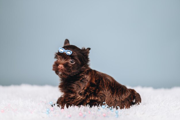 Chocolate Yorkshire Terrier con occhiali blu Clip Terrier cucciolo giace da solo su sfondo blu