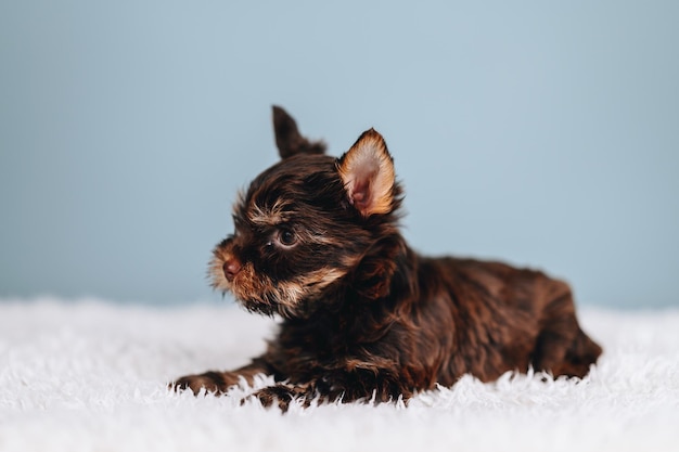 Chocolate Yorkshire Terrier si trova su una stuoia bianca e distoglie lo sguardo