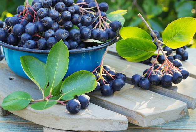 Chokeberry di bacche in una ciotola di metallo