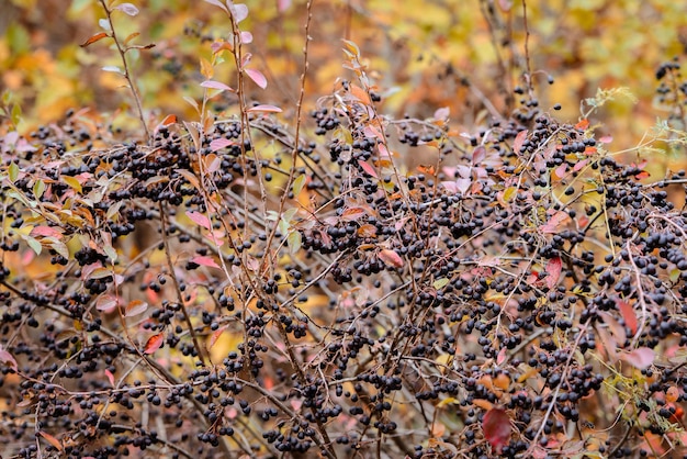 chokeberry maturo su un cespuglio appassito in autunno