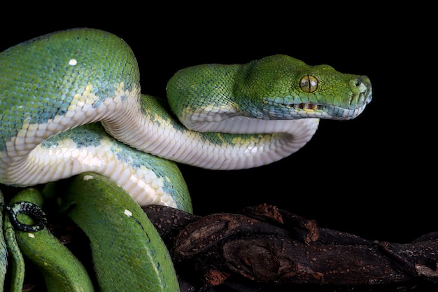 Chondropython viridis serpente closeup con sfondo nero Morelia viridis snake