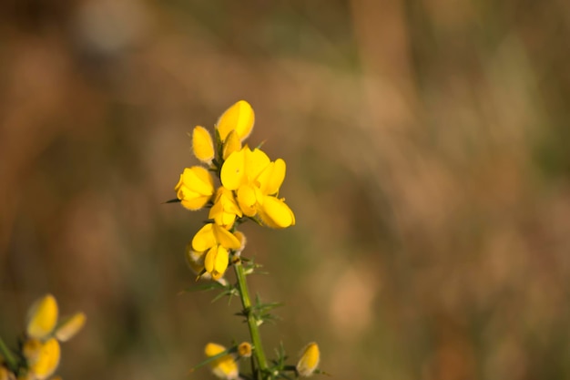 Chorima. Fiori gialli del toxo