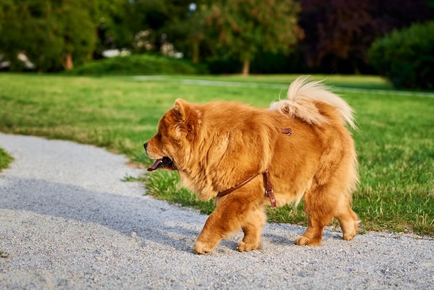 Chow Chow cane nel parco