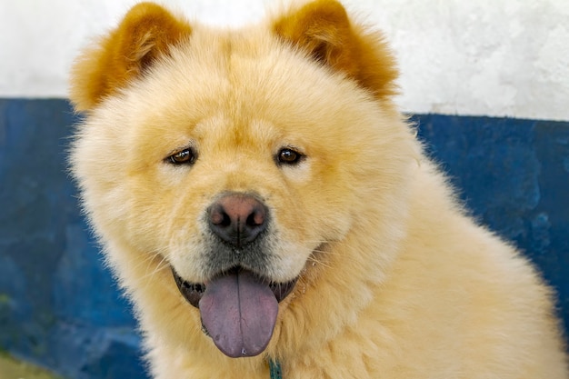 Chow chow dog face dettaglio