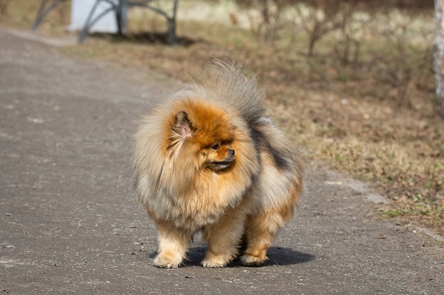 Chow Chow Dog