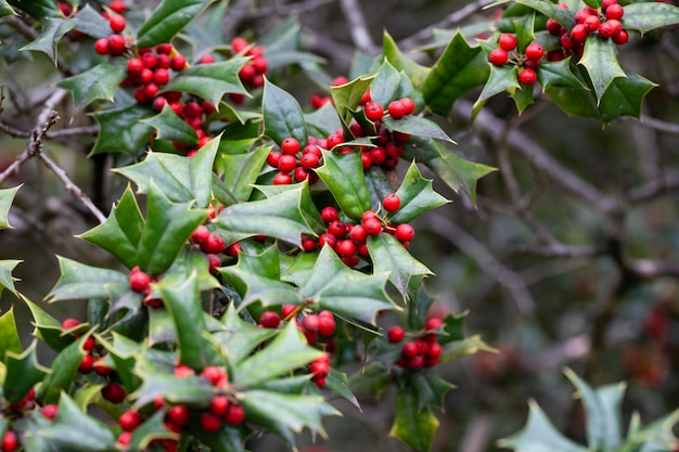 Christmas holly bacche rosse ilex aquifolium pianta fogliame verde holly con bacche rosse mature ilex